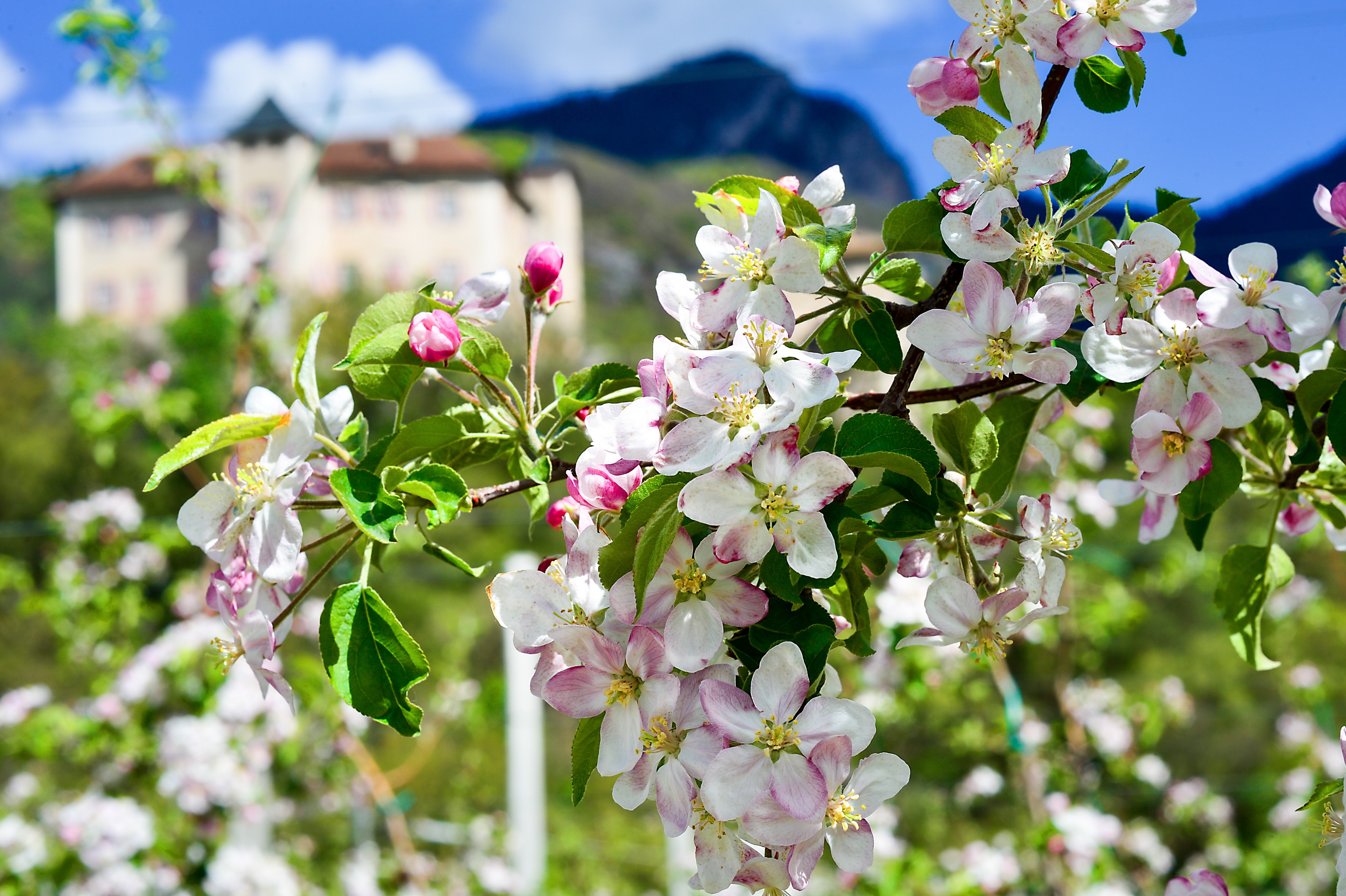 Primavera in Trentino: i progetti che generano valore nelle Belle stagioni